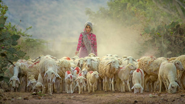 Female Shepherd and flock of sheep Female Shepherd and flock of sheep shepherd stock pictures, royalty-free photos & images