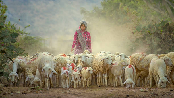 fêmea de pastor e rebanho de ovelhas - herder - fotografias e filmes do acervo