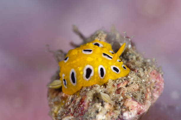 istock Phyllidia ocellata nudibranch, pink background 964886946