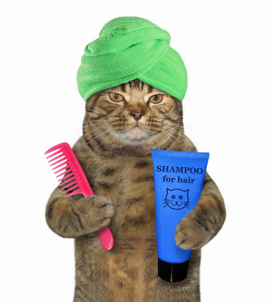 istock Cat in a turban holds shampoo and a comb 2 964887160
