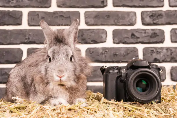 Photo of Rabbit next to the camera