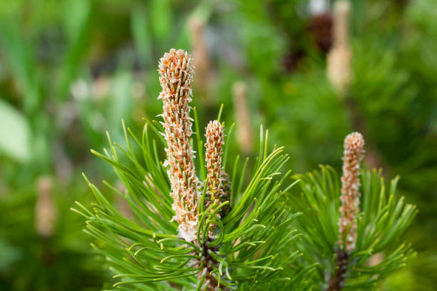 istock Beautiful green pine branch in the garden, macro. 964890604