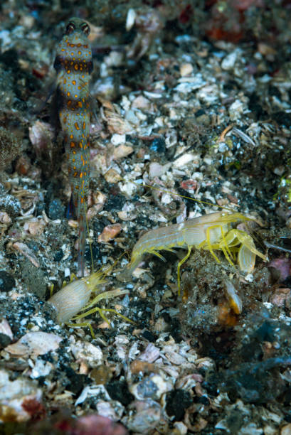 istock Goby and pistol shrimps 964890946