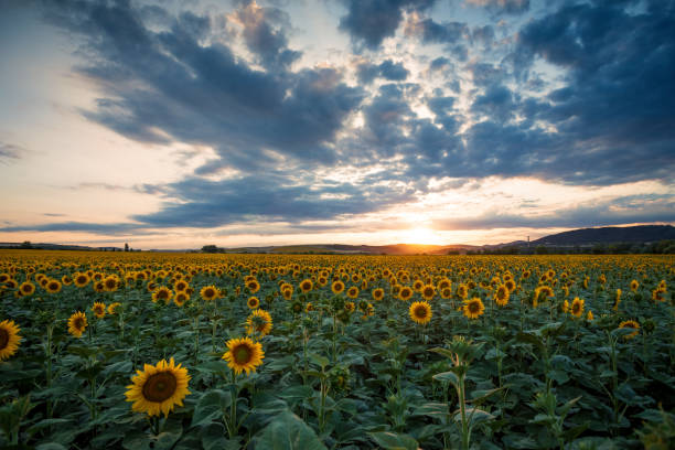 istock Sunflower field at sunset. 964891354