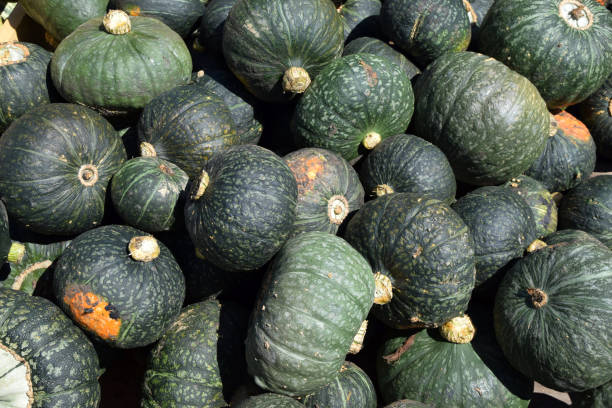 istock green variety of kuri squash 964891712