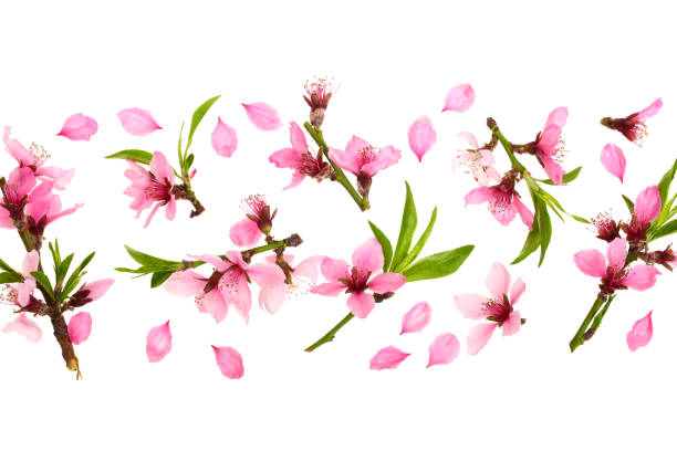 istock Cherry blossom, sakura flowers isolated on white background with copy space for your text. Top view. Flat lay pattern 964895924