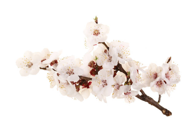 istock Branch with apricot flowers isolated on white background. Top view. Flat lay 964895948