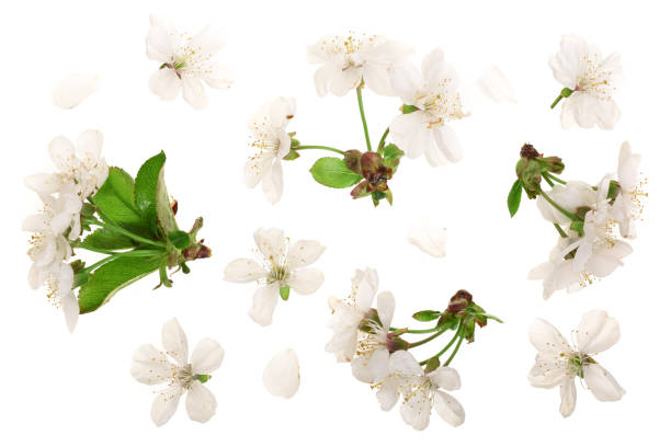 istock Branch with cherry flowers isolated on white background. Top view. Flat lay 964895954