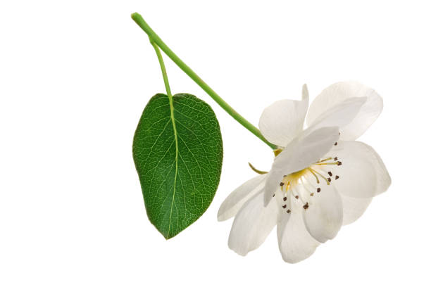 istock pear flowers isolated on white background. Top view. Flat lay. Set or collection 964895956
