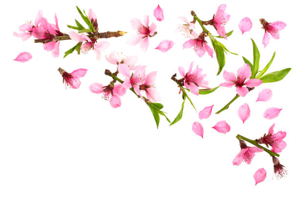 istock Cherry blossom, sakura flowers isolated on white background with copy space for your text. Top view. Flat lay pattern 964895960