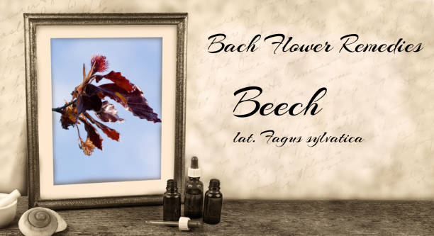 istock Edward Bach - Bach Flower Remedies - Beech, fagus sylvatica 964898616