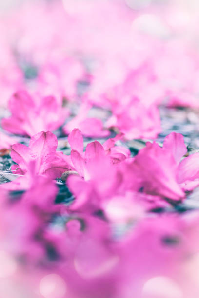 Abstract natural pink  background with  flowers on the land for graphic design. Selective soft focus