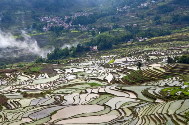istock Terraced rice fields in Yuanyang county, Yunnan, China 964898720