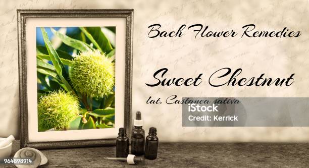Kuvapankin valokuva otsikolla Edward Bach Bach Flower Remedies Makea Kastanja Castanea Sativa – Lataa kuva nyt