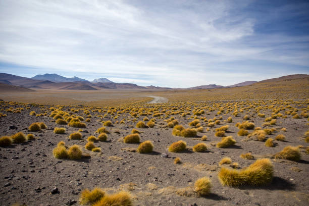istock Laguna Colorada in Bolivia 964899048