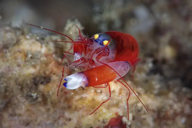 Modest snapping shrimp (Synalpheus modestus) three quarter front view (15 mm in size).  It’s common in the West Pacific and Japan, but this one is from the Indo-Pacific and wholly matches the species description:  deep red body and foreclaw with translucent head and claws displaying blue highlights. Also yellow eyes. 
Underwater macro photography taken in Lembeh, Manado - Indonesia.