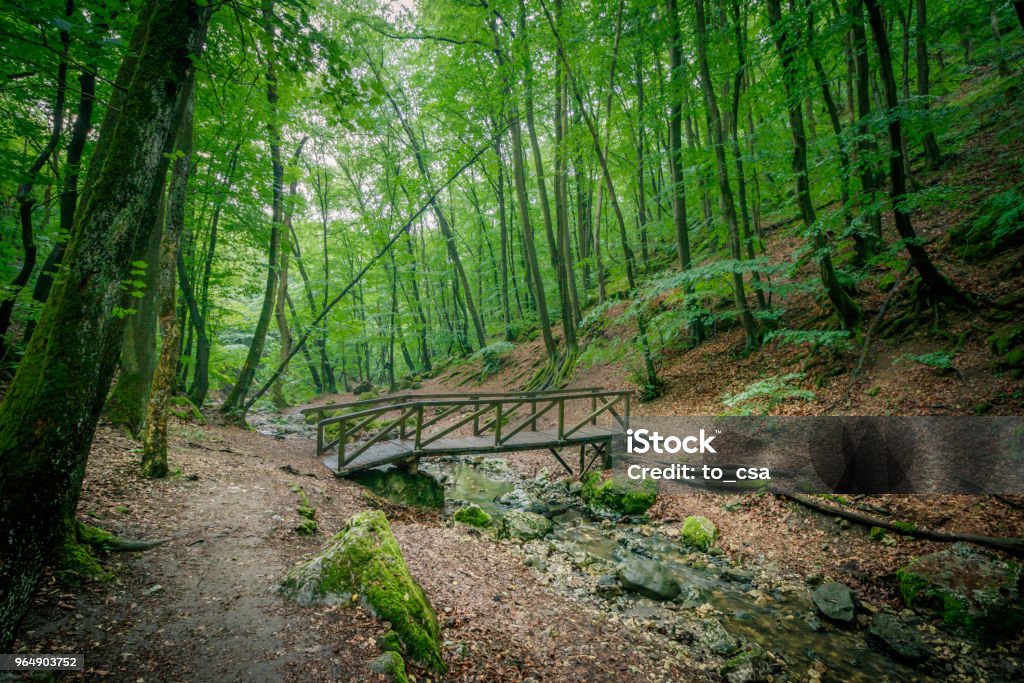 Metsä Unkarissa - Rojaltivapaa avainsanalla Deep ja tyyppiä Kuvapankin valokuva