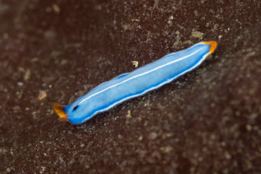 Cycloporus venetus, flatworm (15 mm in size), elevated view, on a brown sponge.\nThis species can have varying shades of blue with an narrow central stripe; yellow marginal band (not present) and occasional dark blue submarginal band (visible). Also it has dark orange red marginal tentacles, which characterises the species.\nIt feeds on tunicates.\nUnderwater macro photography taken in Lembeh, Manado - Indonesia.