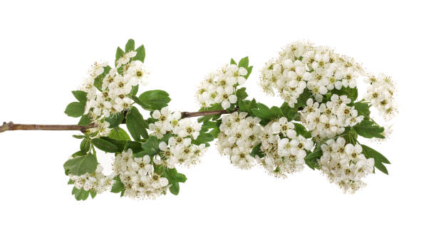 istock Hawthorn or Crataegus monogyna branch with flowers isolated on a white background 964904584