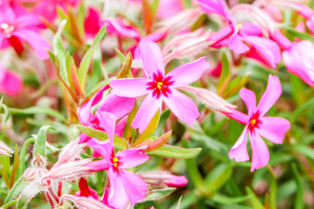 istock Focus pink moss  or cherry blossom , Yamanashi, Kawaguchiko 964911094