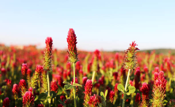 campo di fiori di trifogli cremisi nel paesaggio primaverile. trifolium incarnatum. bellissimo colore rosso. vista idilliaca, colline, foresta all'orizzonte. cielo blu, nuvole. piena profondità di campo - clover field blue crop foto e immagini stock