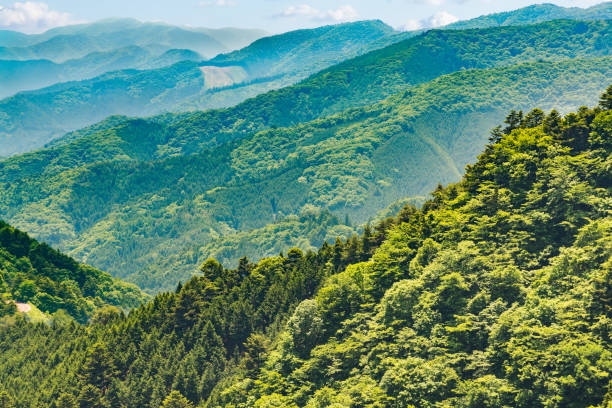 istock A mountain of fresh green 964912134