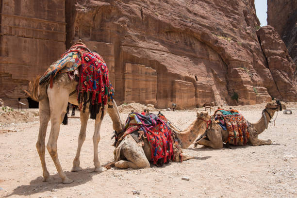 istock Camels resting in the desert. Petra, Jordan 964912730