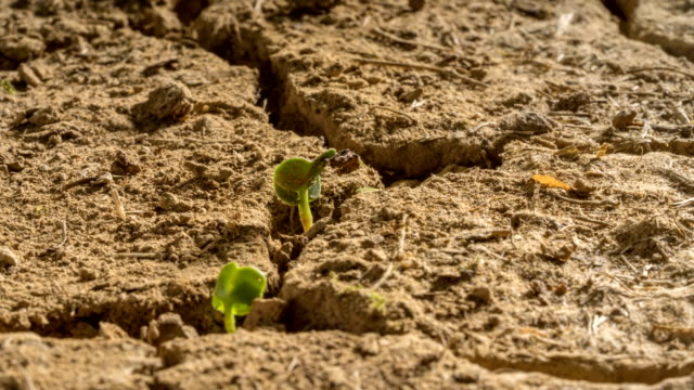 New Life Desert Drought Plants Grow Time Lapse