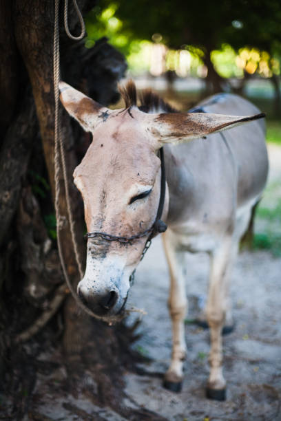 istock African donkey in the field 964916314