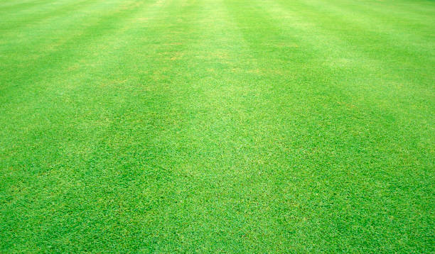 istock Grass green field football 964917294