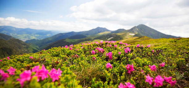 istock Mountain landscape with Rhododendron flowers, spring mountain nature landscape 964921638
