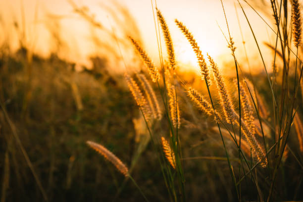 istock Meadows flower with sunset blurred background. 964924380