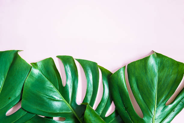istock Beautiful monstera leaves 964924760
