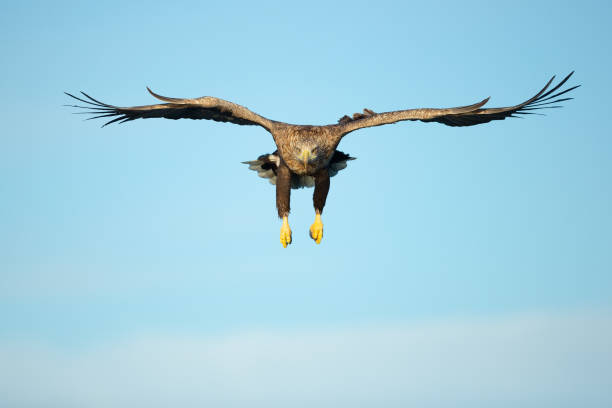 weißschwanz- adler jagd - white tailed eagle sea eagle eagle sea stock-fotos und bilder