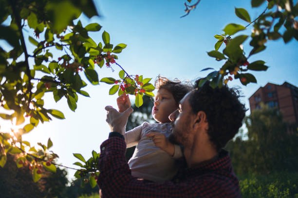 ojciec pomaga córce dotrzeć do owoców - cherry cherry tree tree fruit zdjęcia i obrazy z banku zdjęć