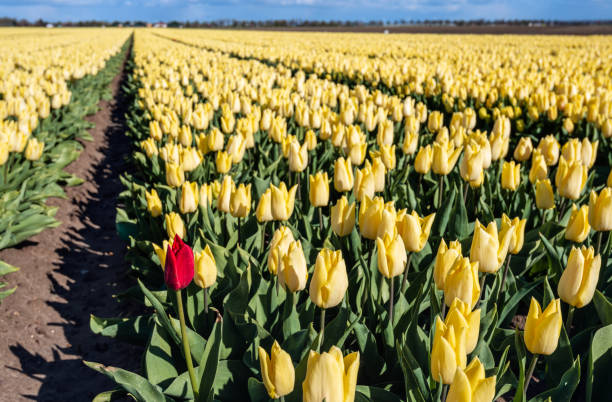 istock Red tulip stands out from the yellow crowd 964930298