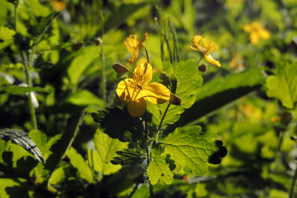 istock Celandine. Flowers celandine 964934416