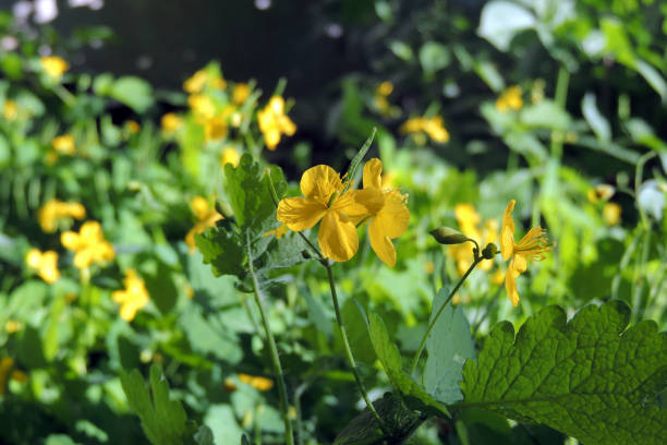 istock Celandine. Flowers celandine 964934554