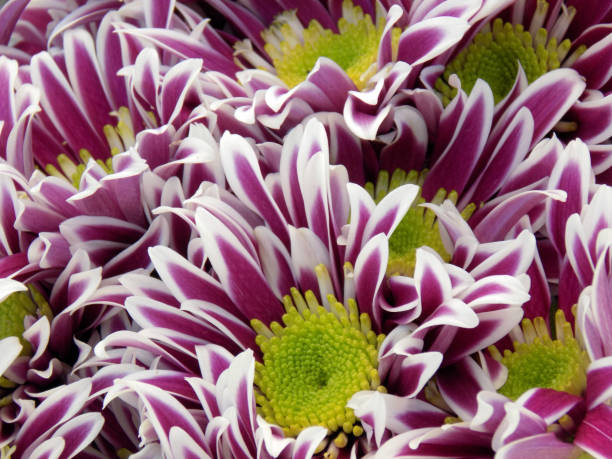 istock Pink and white Chrysanthemum flowers as a background 964937058