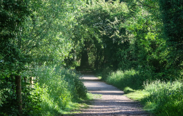 istock Titchfield Canal Path Hampshire 964937150