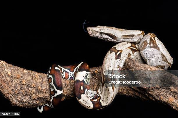 Photo libre de droit de Boa Constrictor À Queue Rouge Boa banque d'images et plus d'images libres de droit de Boa - Boa, Serpent, Agression