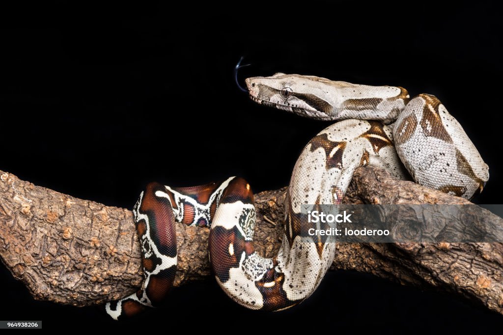 Boa constrictor / red-tailed boa The boa constrictor (Boa constrictor), also called the red-tailed boa or the common boa, is a species of large, heavy-bodied snake that is frequently kept and bred in captivity. Boa Stock Photo