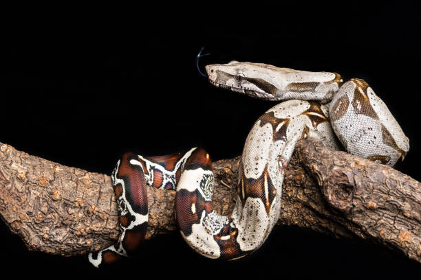 jiboia / -de-cauda-vermelha jiboia - red tailed boa - fotografias e filmes do acervo