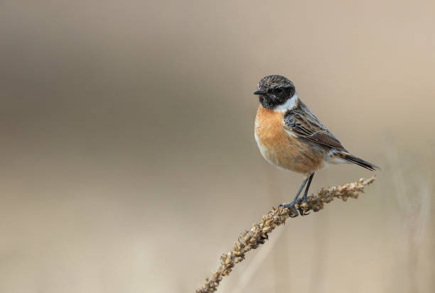 istock Male european stonechat (Saxicola rubicola) 964940592