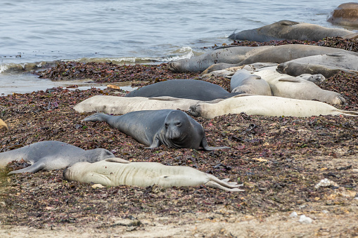 High quality stock photos of adolescent Elephant seals at California's Anu Nuevo state preserve.