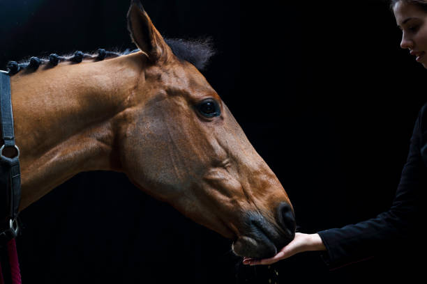 istock Horse getting some food 964941078