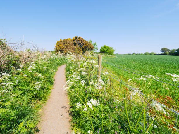 istock Sunny spring forest,Northern Ireland 964941094