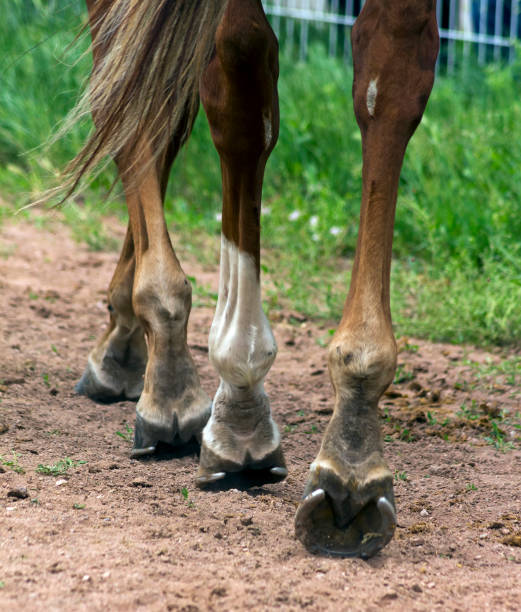 istock Horse Feet Racing close up. 964944474