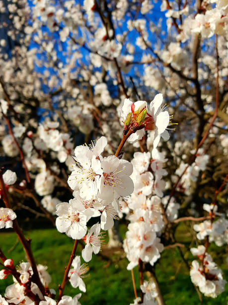 istock detail three white flowers on a apricot tree 964944768