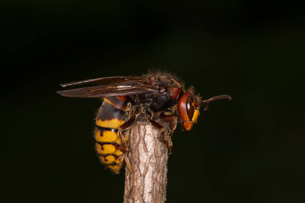 istock European hornet Vespa crabro 964951626